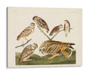 Pl 432 Madriguera Búho - John James Audubon | Cuadro decorativo de Canvas Lab