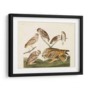 Pl 432 Madriguera Búho - John James Audubon | Cuadro decorativo de Canvas Lab
