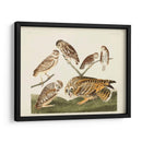 Pl 432 Madriguera Búho - John James Audubon | Cuadro decorativo de Canvas Lab