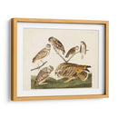 Pl 432 Madriguera Búho - John James Audubon | Cuadro decorativo de Canvas Lab