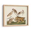 Pl 432 Madriguera Búho - John James Audubon | Cuadro decorativo de Canvas Lab
