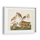 Pl 432 Madriguera Búho - John James Audubon | Cuadro decorativo de Canvas Lab