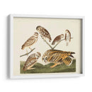 Pl 432 Madriguera Búho - John James Audubon | Cuadro decorativo de Canvas Lab