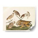 Pl 432 Madriguera Búho - John James Audubon | Cuadro decorativo de Canvas Lab