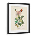 Pl 379 Colibrí De Cuello De Ruff - John James Audubon | Cuadro decorativo de Canvas Lab