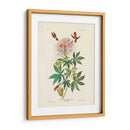 Pl 379 Colibrí De Cuello De Ruff - John James Audubon | Cuadro decorativo de Canvas Lab