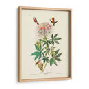 Pl 379 Colibrí De Cuello De Ruff - John James Audubon | Cuadro decorativo de Canvas Lab