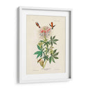 Pl 379 Colibrí De Cuello De Ruff - John James Audubon | Cuadro decorativo de Canvas Lab