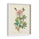 Pl 379 Colibrí De Cuello De Ruff - John James Audubon | Cuadro decorativo de Canvas Lab
