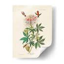 Pl 379 Colibrí De Cuello De Ruff - John James Audubon | Cuadro decorativo de Canvas Lab