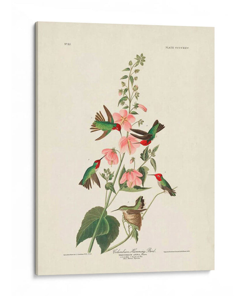 Pl 425 Columbian Hummingbird - John James Audubon | Cuadro decorativo de Canvas Lab