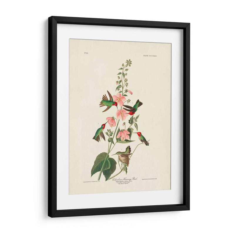 Pl 425 Columbian Hummingbird - John James Audubon | Cuadro decorativo de Canvas Lab