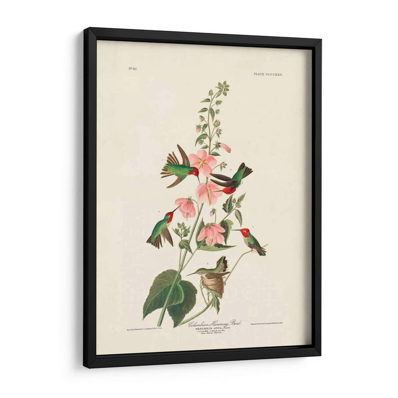 Pl 425 Columbian Hummingbird - John James Audubon | Cuadro decorativo de Canvas Lab