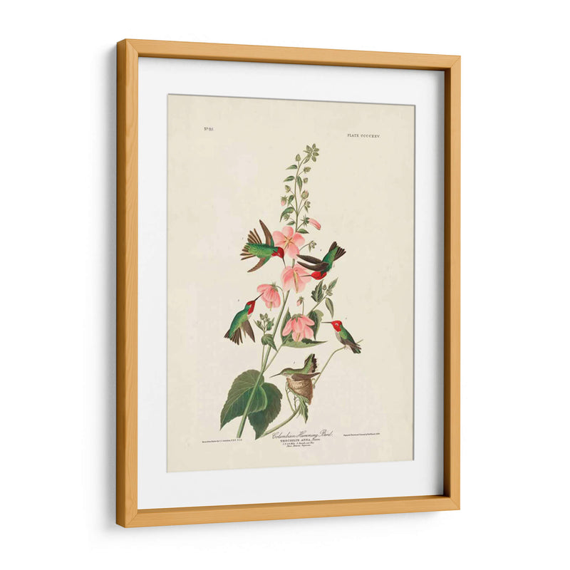 Pl 425 Columbian Hummingbird - John James Audubon | Cuadro decorativo de Canvas Lab