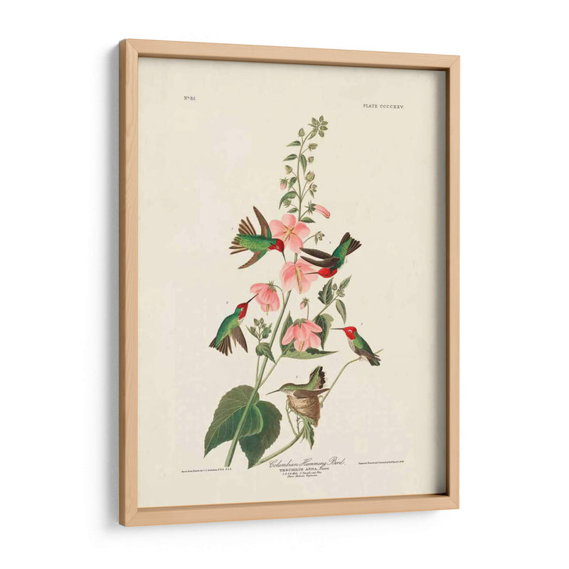 Pl 425 Columbian Hummingbird - John James Audubon | Cuadro decorativo de Canvas Lab