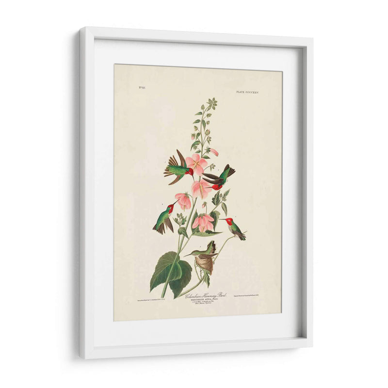 Pl 425 Columbian Hummingbird - John James Audubon | Cuadro decorativo de Canvas Lab