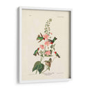 Pl 425 Columbian Hummingbird - John James Audubon | Cuadro decorativo de Canvas Lab