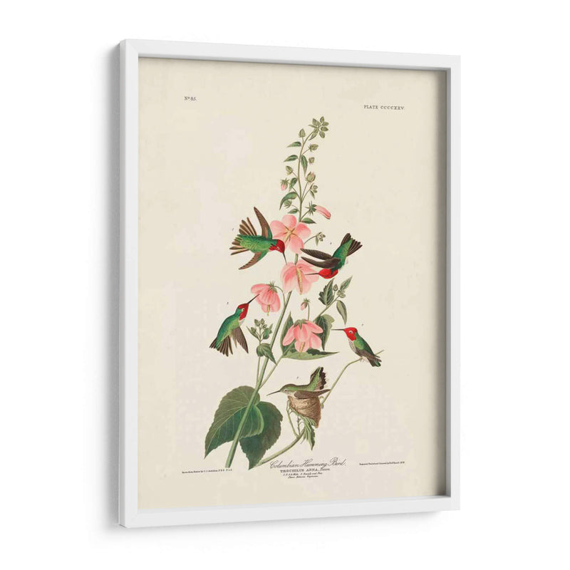 Pl 425 Columbian Hummingbird - John James Audubon | Cuadro decorativo de Canvas Lab