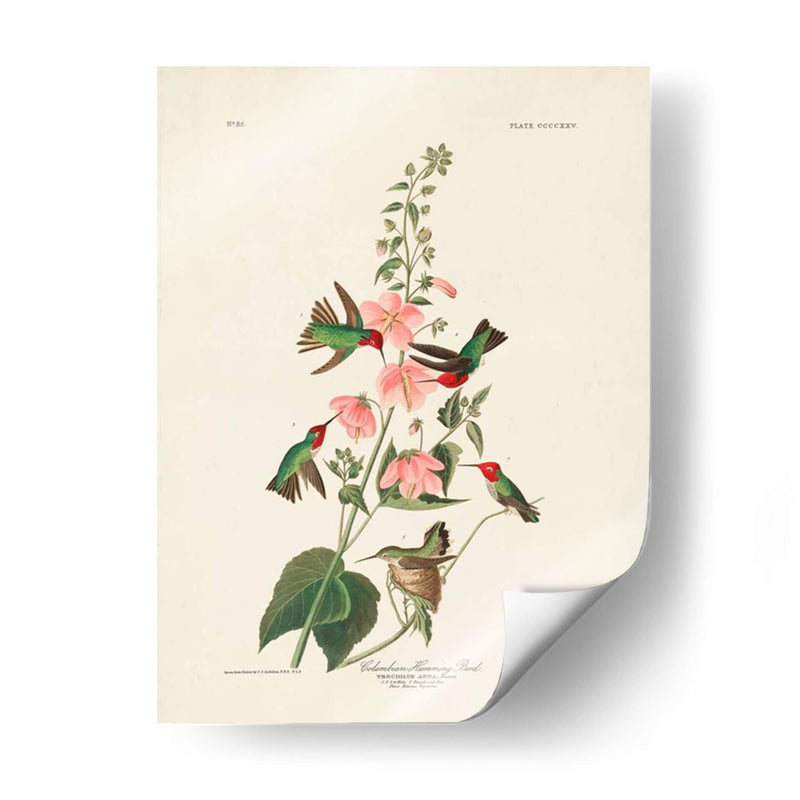 Pl 425 Columbian Hummingbird - John James Audubon | Cuadro decorativo de Canvas Lab