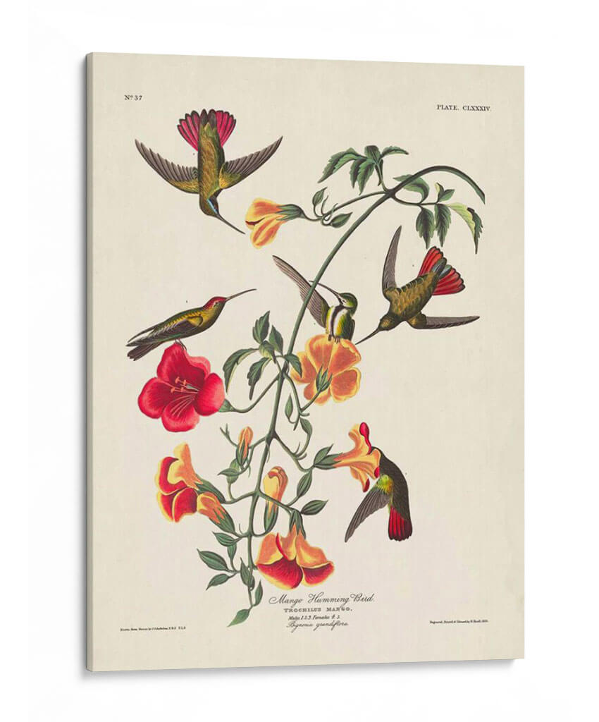 Pl 184 Mango Colibrí - John James Audubon | Cuadro decorativo de Canvas Lab