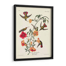 Pl 184 Mango Colibrí - John James Audubon | Cuadro decorativo de Canvas Lab