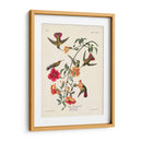 Pl 184 Mango Colibrí - John James Audubon | Cuadro decorativo de Canvas Lab