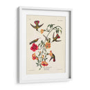 Pl 184 Mango Colibrí - John James Audubon | Cuadro decorativo de Canvas Lab