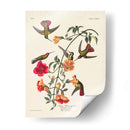 Pl 184 Mango Colibrí - John James Audubon | Cuadro decorativo de Canvas Lab