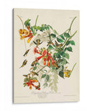 Pl 47 Colibrí De Throated Ruby - John James Audubon | Cuadro decorativo de Canvas Lab