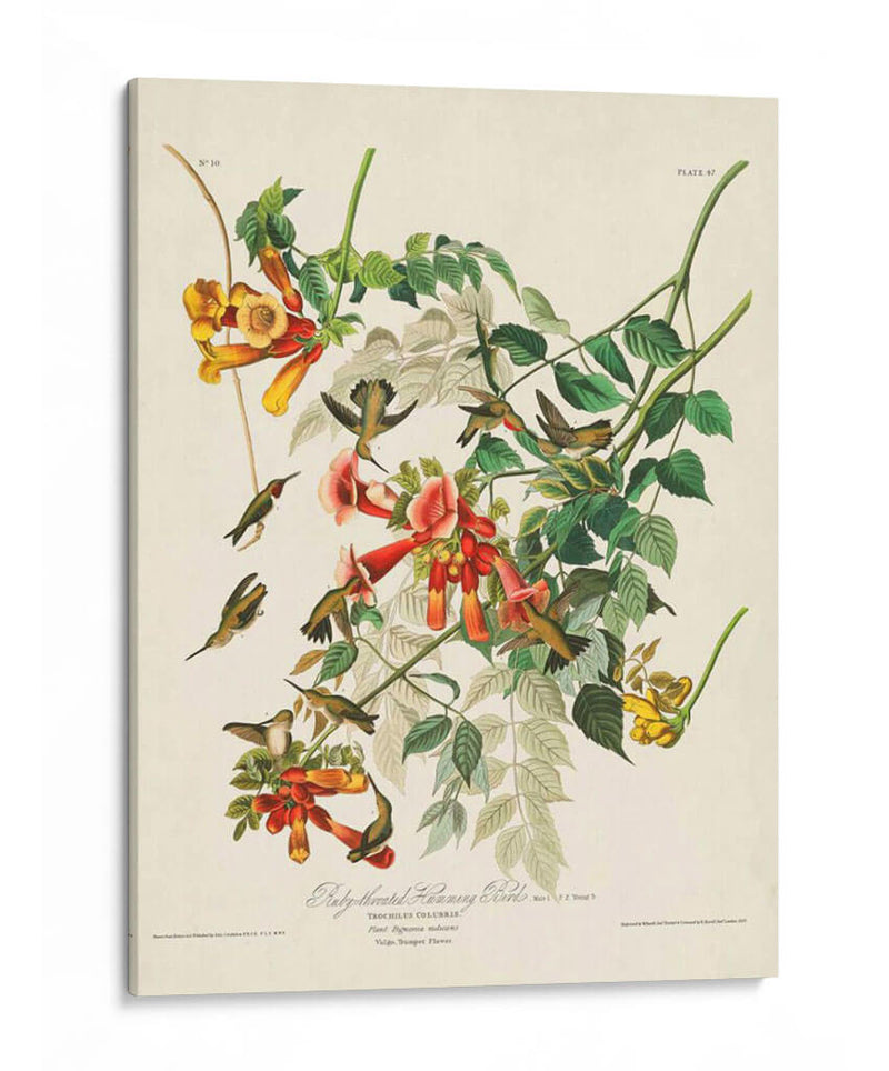 Pl 47 Colibrí De Throated Ruby - John James Audubon | Cuadro decorativo de Canvas Lab