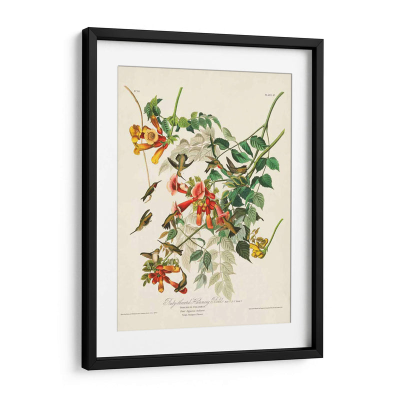 Pl 47 Colibrí De Throated Ruby - John James Audubon | Cuadro decorativo de Canvas Lab