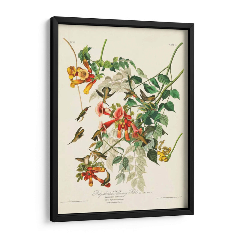 Pl 47 Colibrí De Throated Ruby - John James Audubon | Cuadro decorativo de Canvas Lab