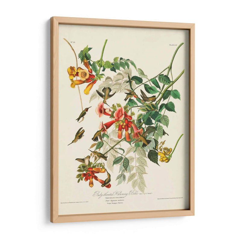 Pl 47 Colibrí De Throated Ruby - John James Audubon | Cuadro decorativo de Canvas Lab