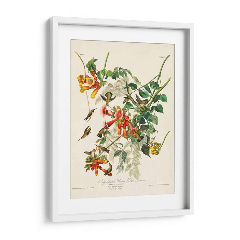 Pl 47 Colibrí De Throated Ruby - John James Audubon | Cuadro decorativo de Canvas Lab