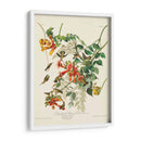 Pl 47 Colibrí De Throated Ruby - John James Audubon | Cuadro decorativo de Canvas Lab