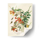 Pl 47 Colibrí De Throated Ruby - John James Audubon | Cuadro decorativo de Canvas Lab