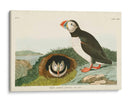 Pl 213 Frailecillo - John James Audubon | Cuadro decorativo de Canvas Lab