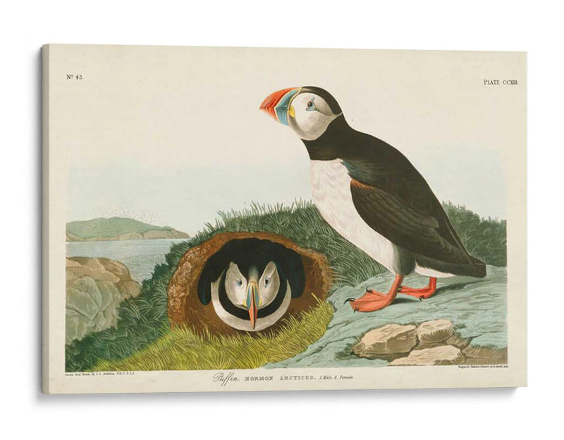 Pl 213 Frailecillo - John James Audubon | Cuadro decorativo de Canvas Lab