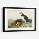 Pl 213 Frailecillo - John James Audubon | Cuadro decorativo de Canvas Lab