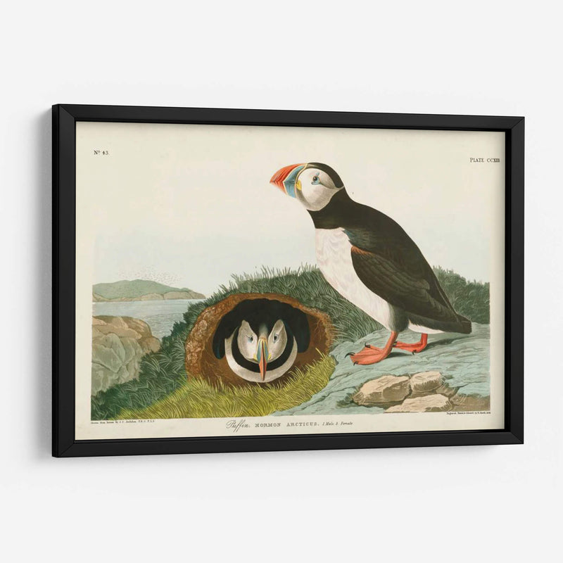 Pl 213 Frailecillo - John James Audubon | Cuadro decorativo de Canvas Lab