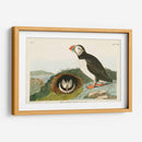 Pl 213 Frailecillo - John James Audubon | Cuadro decorativo de Canvas Lab