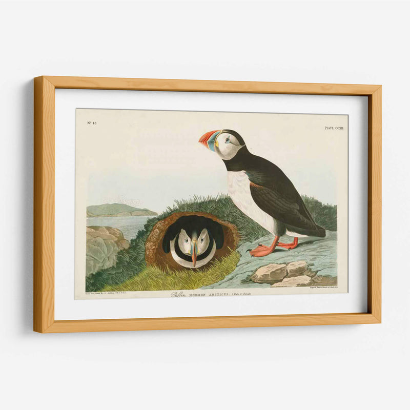 Pl 213 Frailecillo - John James Audubon | Cuadro decorativo de Canvas Lab