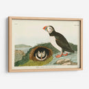 Pl 213 Frailecillo - John James Audubon | Cuadro decorativo de Canvas Lab