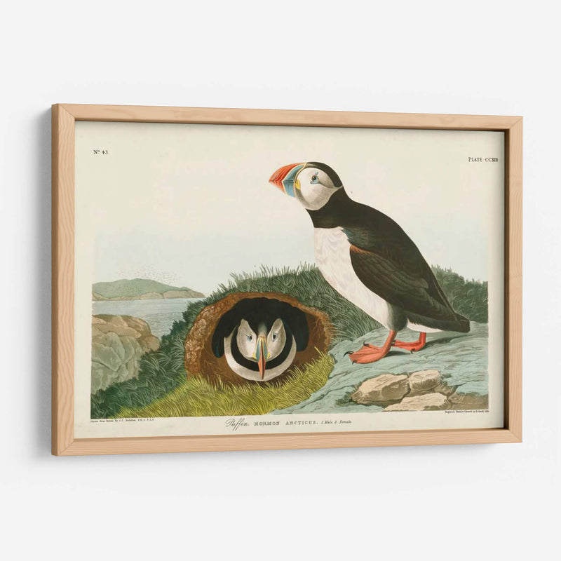 Pl 213 Frailecillo - John James Audubon | Cuadro decorativo de Canvas Lab