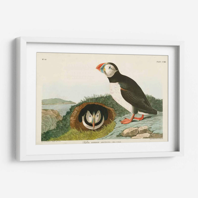 Pl 213 Frailecillo - John James Audubon | Cuadro decorativo de Canvas Lab