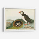 Pl 213 Frailecillo - John James Audubon | Cuadro decorativo de Canvas Lab