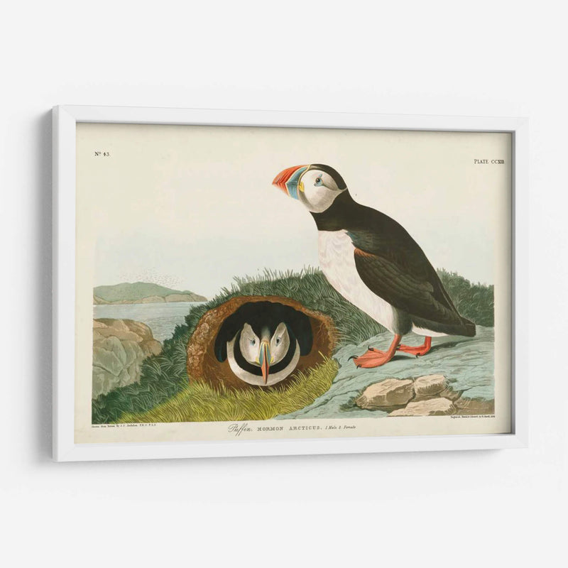 Pl 213 Frailecillo - John James Audubon | Cuadro decorativo de Canvas Lab