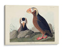 Pl 249 Auk Tufted - John James Audubon | Cuadro decorativo de Canvas Lab
