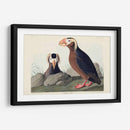 Pl 249 Auk Tufted - John James Audubon | Cuadro decorativo de Canvas Lab