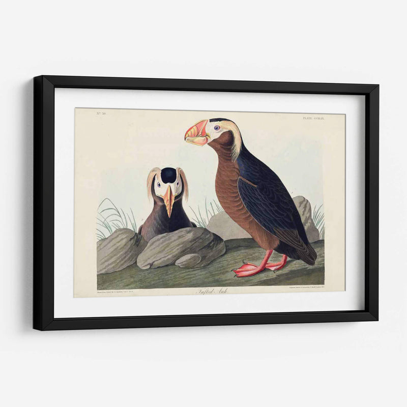 Pl 249 Auk Tufted - John James Audubon | Cuadro decorativo de Canvas Lab